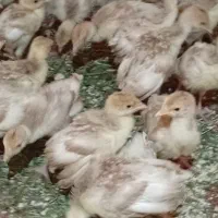 جوجه بوقلمون بوربون