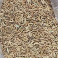 فروش شلتوک درجه یک 4تن بذری درجه یک عنبربو