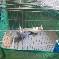 جفت عروس هلندی  تخم جوجه ای