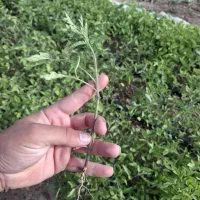 فروش انواع نشا ها با بذر مادر گوجه فلفل بادمجان