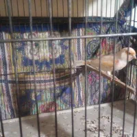 قناری مزاییکی نروماده