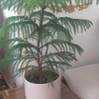 کلکسیونی و سرگرمی کاج مطبق ۴ طبقه