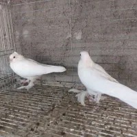 دسته ۱۵تایی پرشی و زینتی