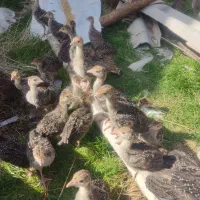 جوجه بوقلمون برنز انگلیسی درجه یک