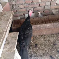 یک عدد بوقلمون وسه تا جوجه