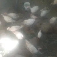 بوقلمون بیوتی