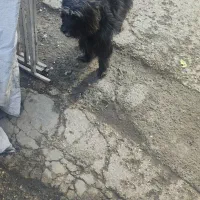 سگ پاکوتاه نژاد فرانسه/کمبود جا