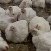 کاگر مرغداری