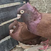 صرب سرخ نر  و ماده
