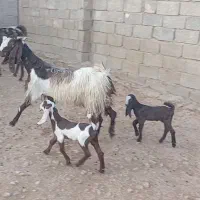 سالار بز دو کهره ای