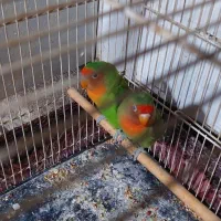 چند عدد کوتوله