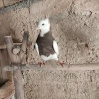 کبوتر طوقی