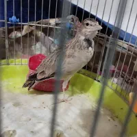 فنج نرگسی جوجه امسال