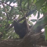 بچه گربه مودب با اصالت