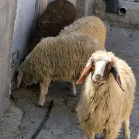 گوسفند