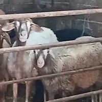 پنج راس گوسفند بابره فوق‌العاده