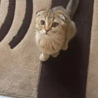 گربه وگزاری