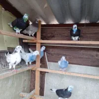 کفتر تیرماهی