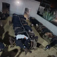 130رس بره شیر مست درجه یک مخصوص پروار