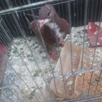 کفتر جوجه ریش سرخ کاکلی پاک پرشی