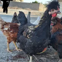 فروش ۲۲ عدد کله باری خروس