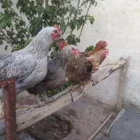 ۵عددمرغ تخم گذار