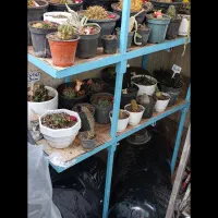 تعدادی گل سالم