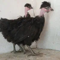 جوجه خونگی