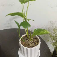گیاه پتوس