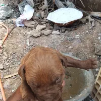 سگ پیتبول درجه یک از نوه های نامی های ایران