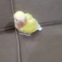 جوجه برزیلی