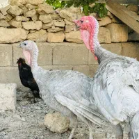 جوجه بوقلمون اسلیت نقره ای ، جوجه سبرایت و پولند