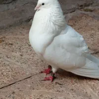 سفید ملقی کلایی نر
