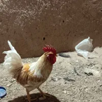 سلام یک خروس یک ساله هست  تضمینی محلی مرغ جمع کن