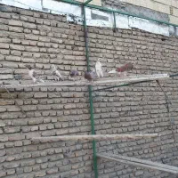نره