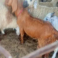 نری چاق