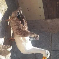 دو عدد اردک 3تا4ماهه