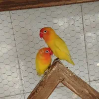 کوتوله صورت هلویی  مولد