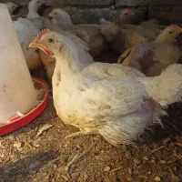 حراج مرغ گوشتی سفیدارگانیک فقط دانه ایی300هزارتومن