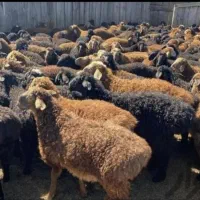 دام برای کشتار