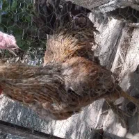 مرغ و خروس در گلباف