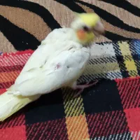 سلام فروش یک عدد عروس  سه ماهه  صحیح و سالم با تست