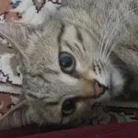 پیشو ملقب به مل مل