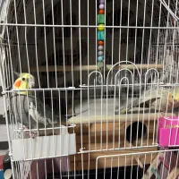 عروس هلندی مولد جفت نر و ماده