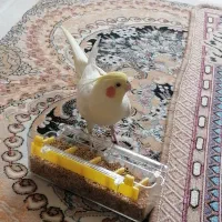 عروس هلندی