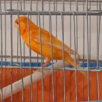 قناری نر سرخ