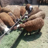 بره پای پروار