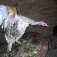 بوقلمون رسمی
