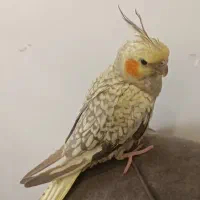 عروس هلندی مرواریدی