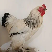 4 تا خروس غول پیکر برهما یک‌ساله وارداتی لایت